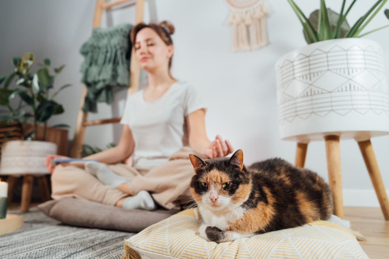 creating-a-pet-friendly-rental-how-to-accommodate-tenants-and-protect