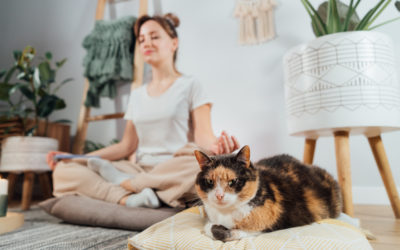 Creating a Pet-Friendly Rental: How to Accommodate Tenants and Protect Your Property