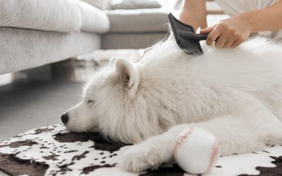 How to Get Dog Smell Out of House: Keep Your Home Smelling Fresh